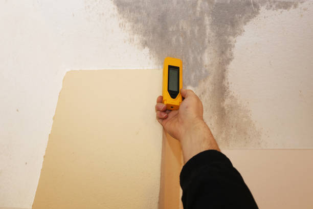Best Post-Construction Mold Inspection  in San Carlos, AZ