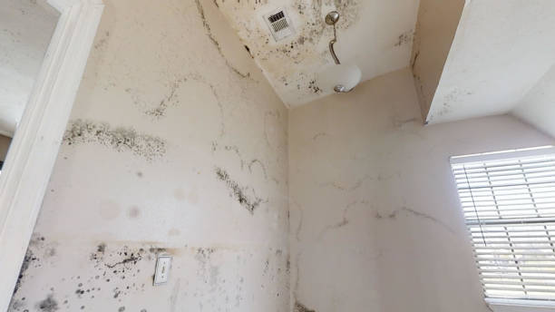 Best Comprehensive Air Testing for Mold Contaminants  in San Carlos, AZ