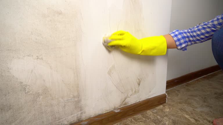 Best Attic Mold Removal  in San Carlos, AZ