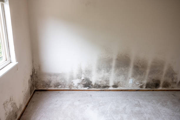 Best Mold Prevention Services  in San Carlos, AZ