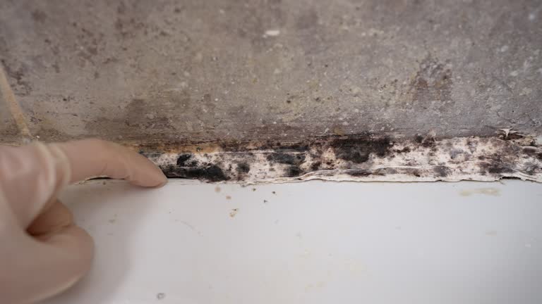 Best HVAC Mold Inspection and Cleaning  in San Carlos, AZ